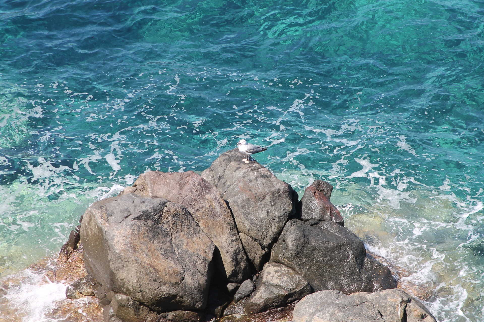 Orari Traghetti Livorno-Capraia con Toremar